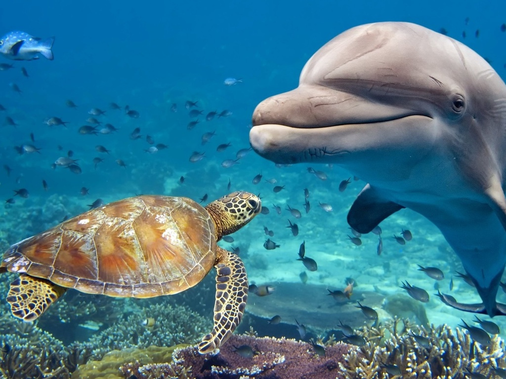 Фотографии морских животных