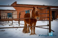 Где покататься на лошадях в Калуге и области
