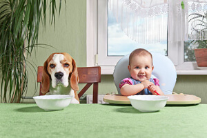 Характер собак, особенности их содержания в квартире и отношение к детям