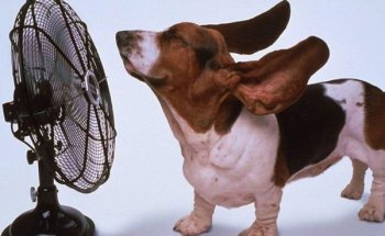 Как правильно ухаживать за престарелой собакой в жару