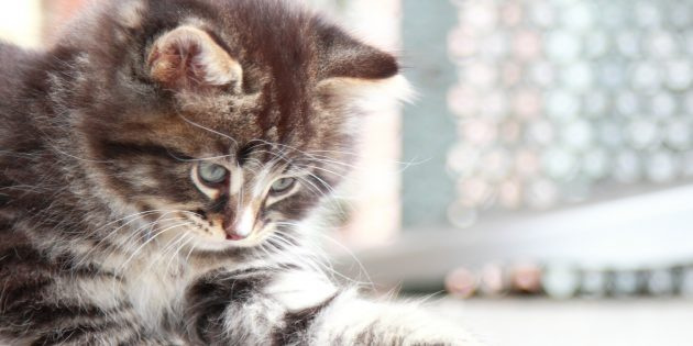 Как ухаживать за сибирской кошкой и не навредить ей