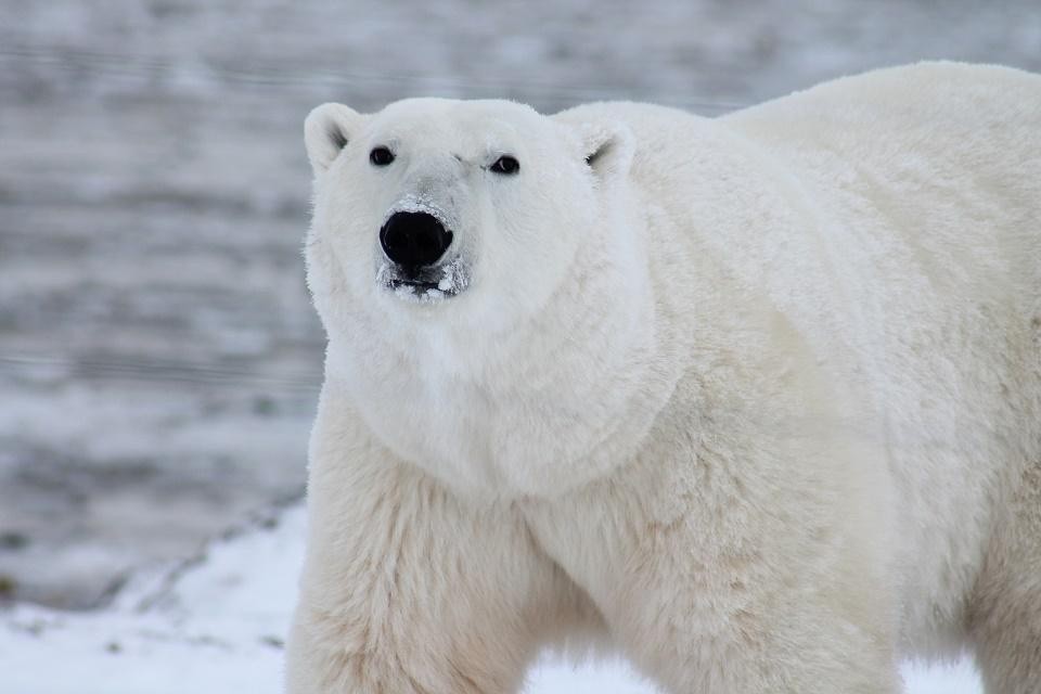 Какие животные обитают в Арктике