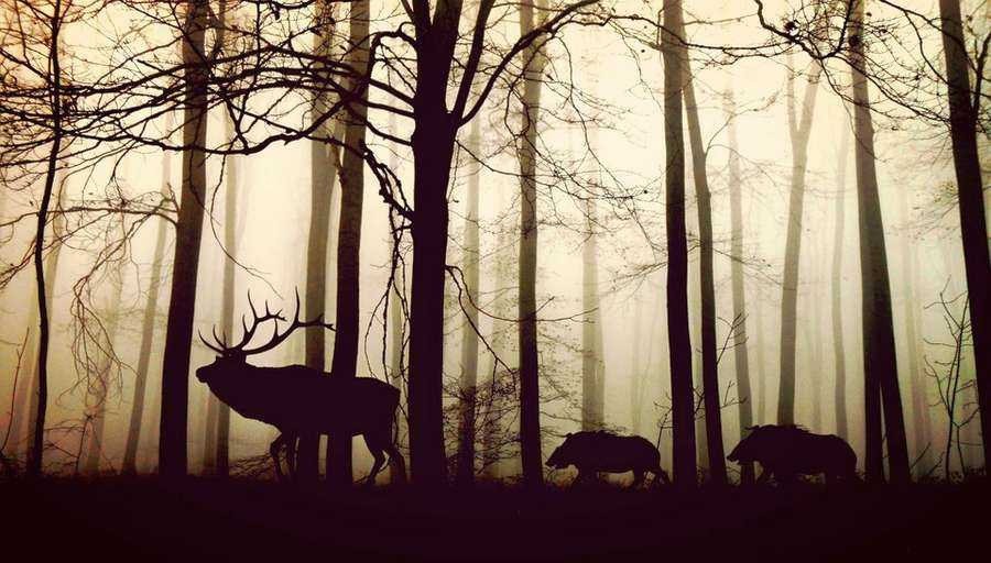 Какие животные обитают в лесах