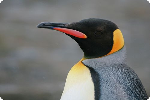 Королевский пингвин