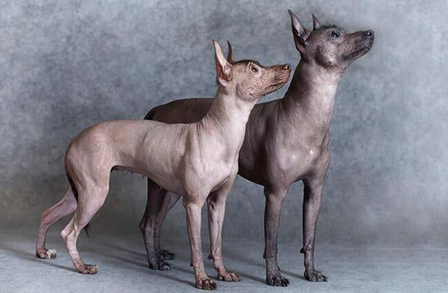 Ксолоитцкуинтли (мексиканская голая собака)
