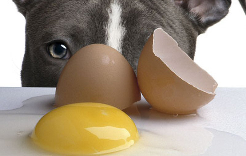 Можно ли давать собакам яйца вареные или сырые