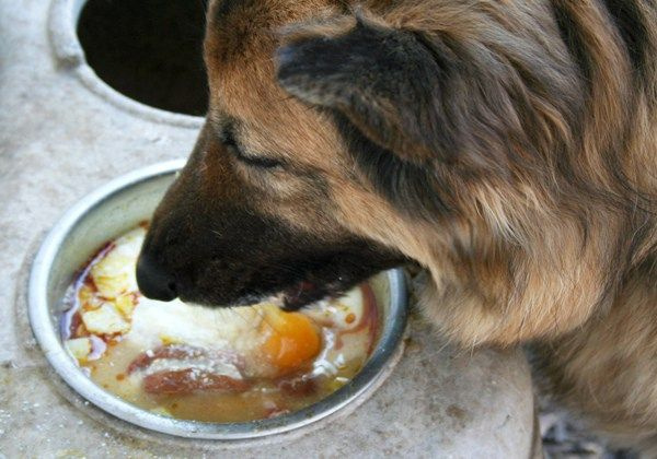 Можно ли давать собакам яйца вареные или сырые
