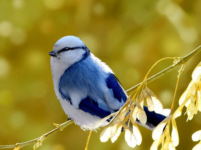 Птица похожая на синицу
