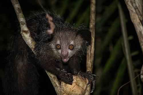 Редкие животные острова Мадагаскар