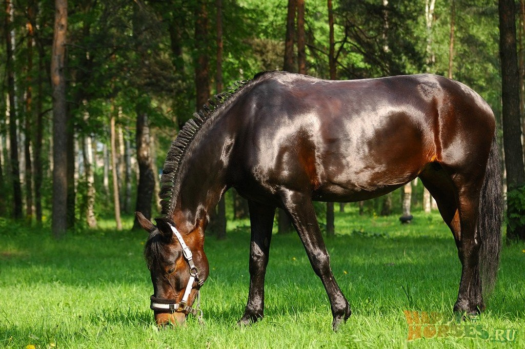 Русская рысистая порода лошадей