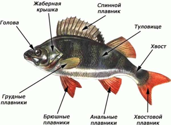 Рыбы классификация в биологии