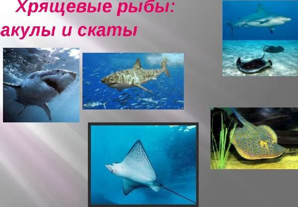 Рыбы классификация в биологии