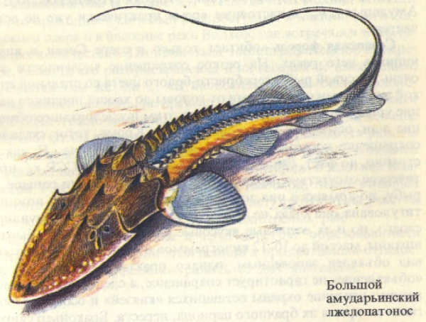 Рыбы, занесенные в Красную книгу России