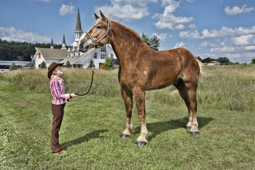 Самая большая порода лошади в мире