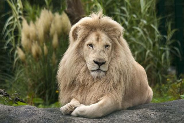 Самый большой лев в мире