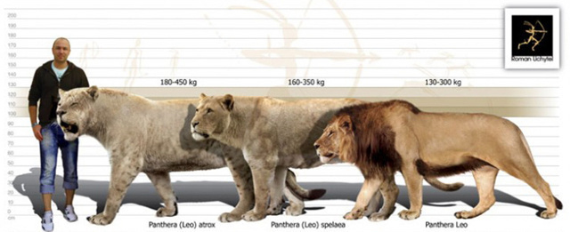Самый большой лев в мире