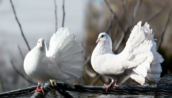 Сколько живут голуби в домашних, городских и диких условиях