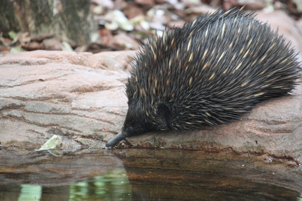 Животные Австралии: фото с названиями и описанием