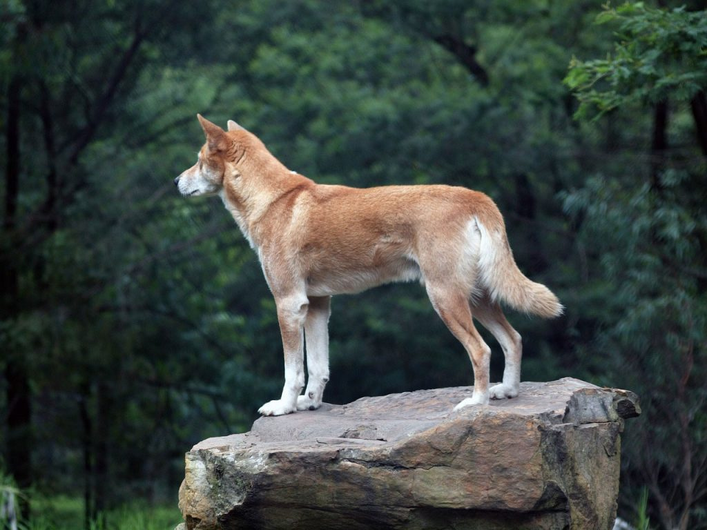 Животные Австралии: фото с названиями и описанием